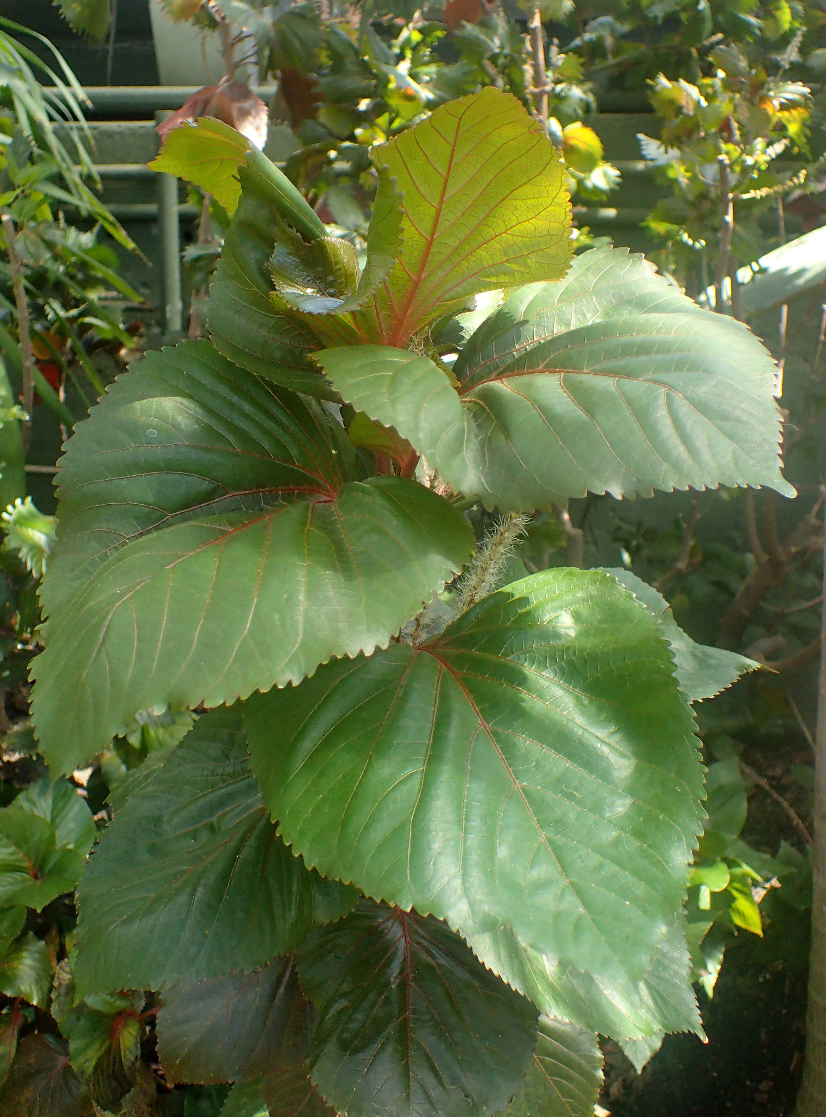 Image de Acalypha wilkesiana Müll. Arg.