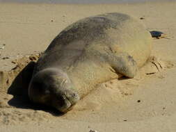 Image of Hawaiian Monk Seal