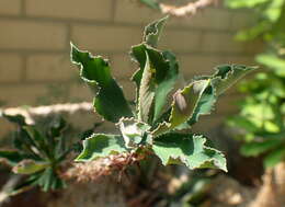 Imagem de Euphorbia biselegans Bruyns