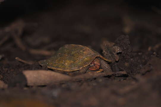 Image of Cochin forest cane turtle