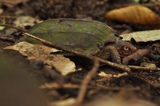 Image of Cochin forest cane turtle