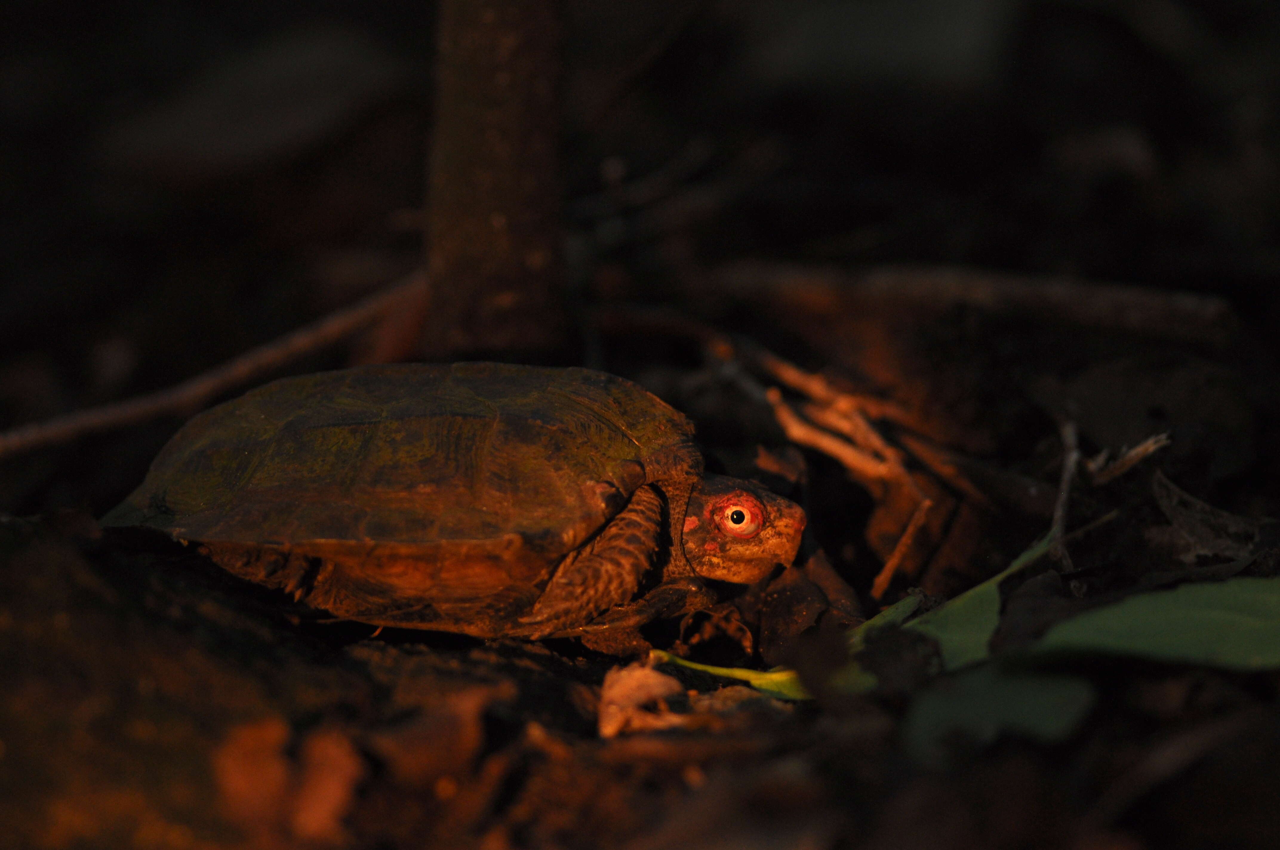 Image of Cane Turtle