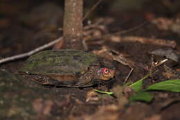 Image of Cane Turtle