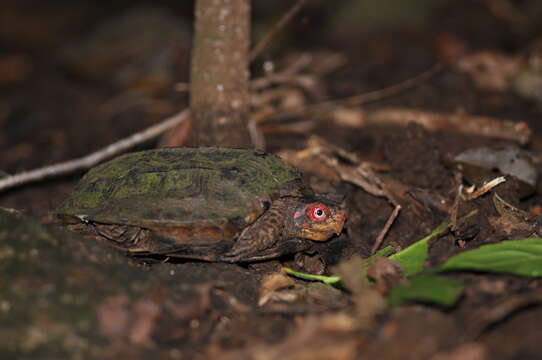 Image of Cochin forest cane turtle