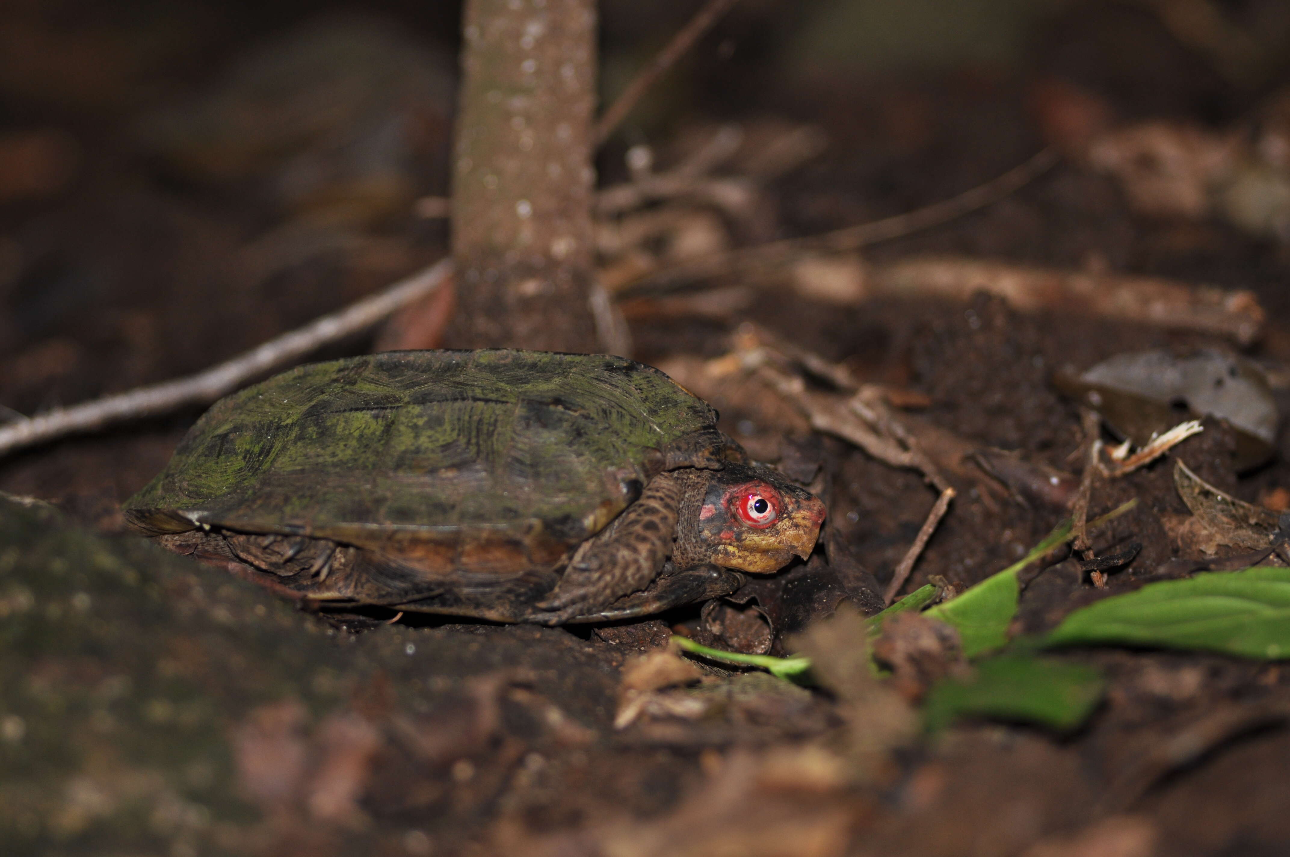 Image of Cane Turtle