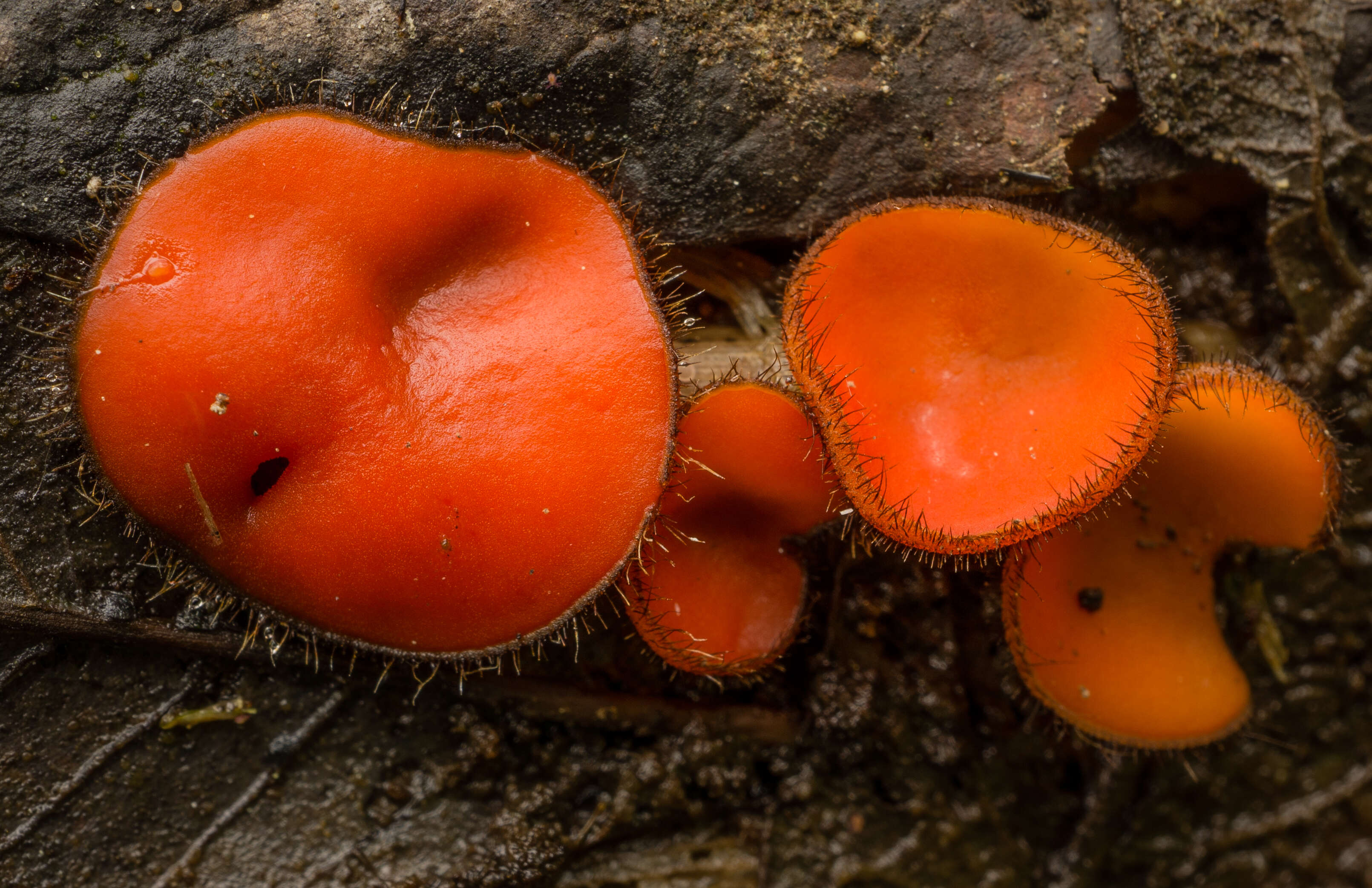 Image of Scutellinia umbrorum (Fr.) Lambotte 1887