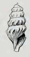 Image of Spirotropis genilda (Dall 1908)