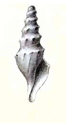 Image of Spirotropis stirophora (R. B. Watson 1881)