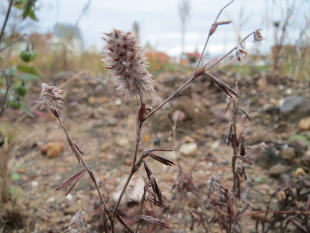 Image of Hare's-foot Clover