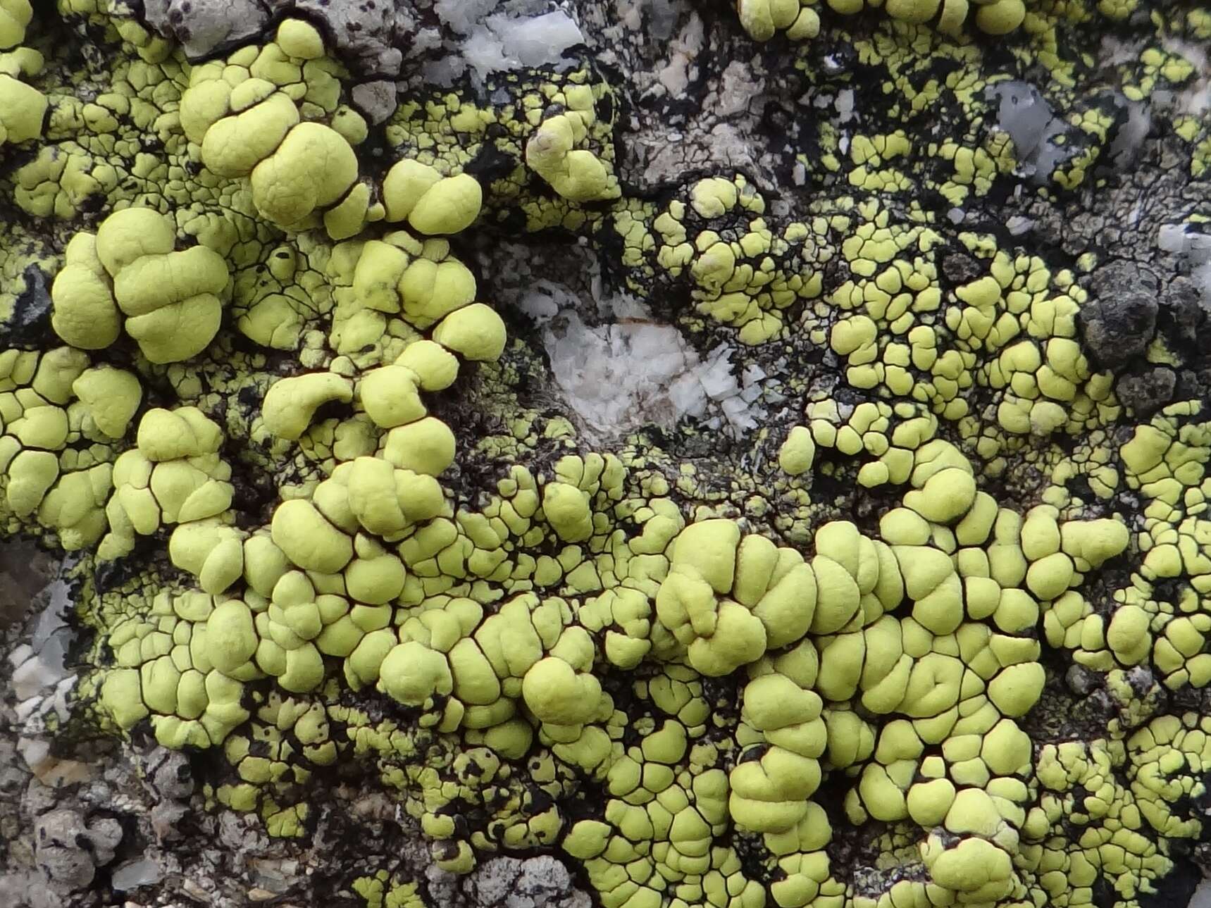 Image of Gold cobblestone lichen