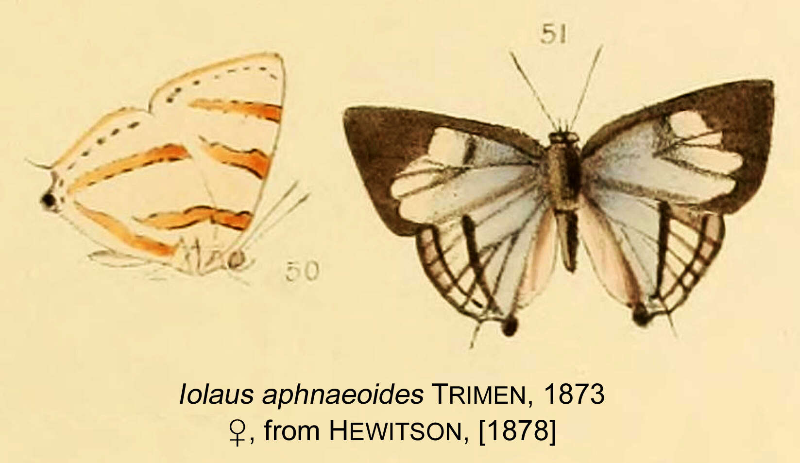 Sivun Iolaus aphnaeoides Trimen 1873 kuva