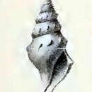 Sivun Spirotropis phaeacra (R. B. Watson 1881) kuva