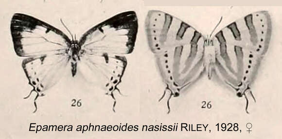 Imagem de Iolaus aphnaeoides Trimen 1873