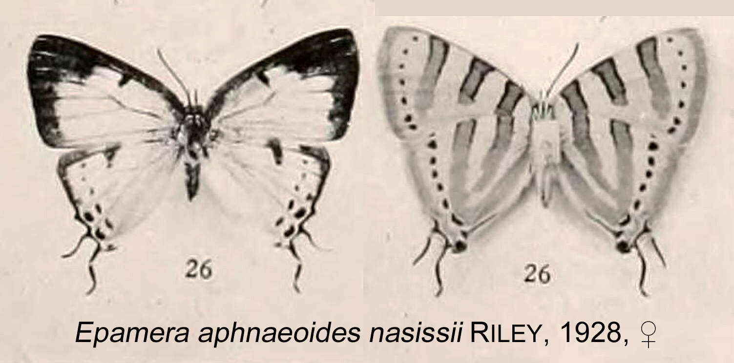 Sivun Iolaus aphnaeoides Trimen 1873 kuva