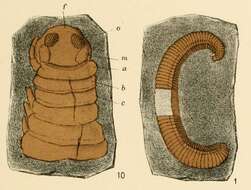 Image of Pleurojulidae