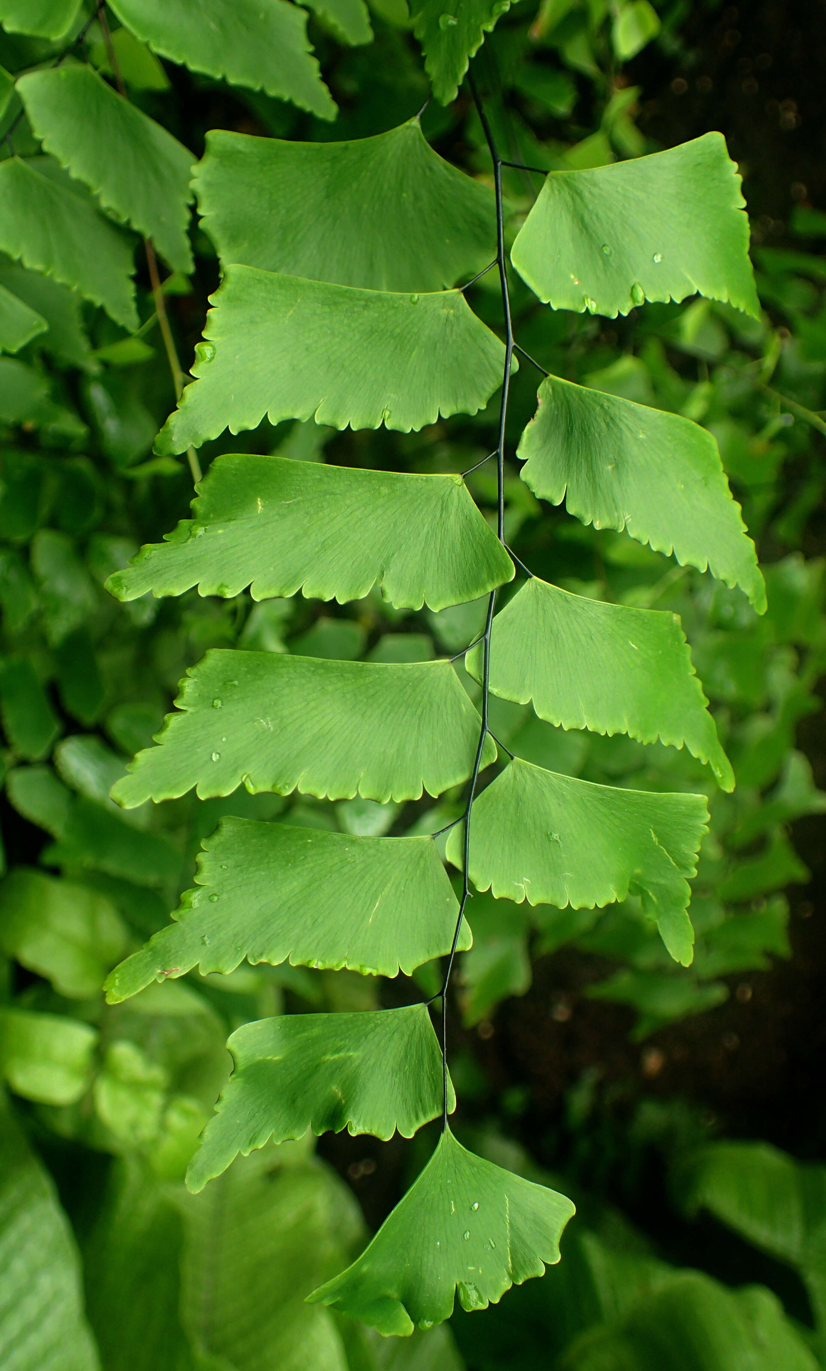 Image of diamond maidenhair