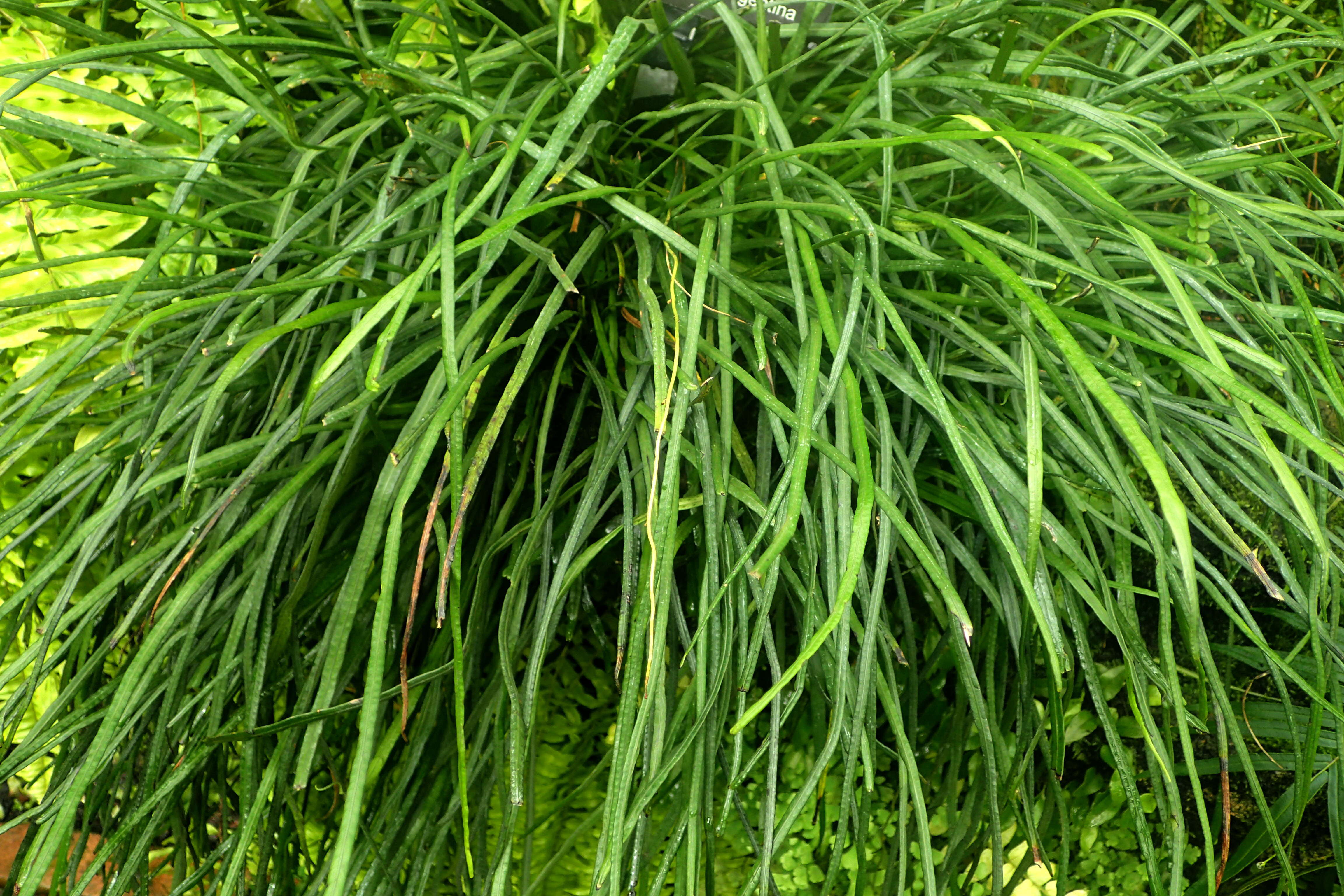 Image of narrow strapfern