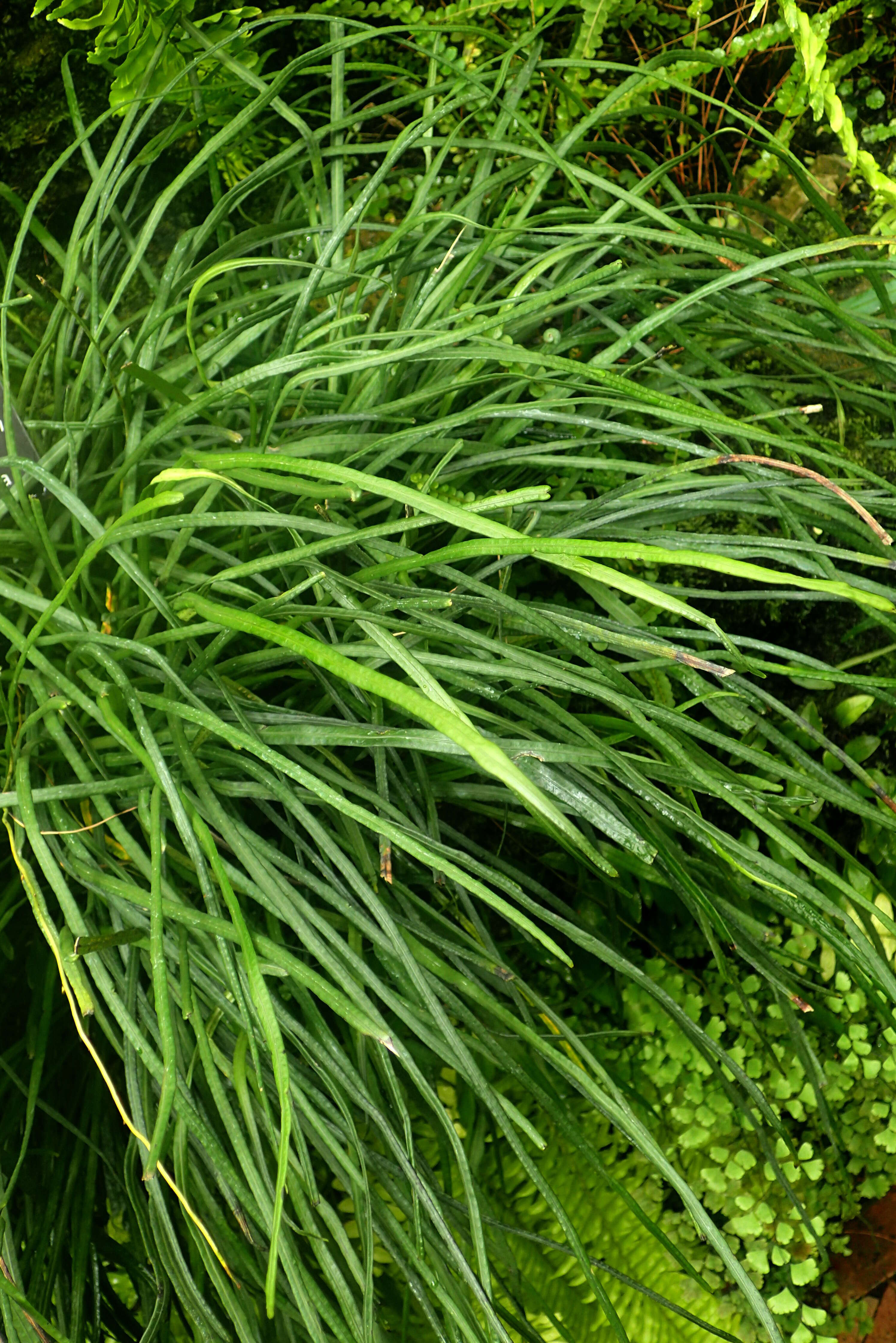 Image of narrow strapfern