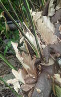 Image of basket fern