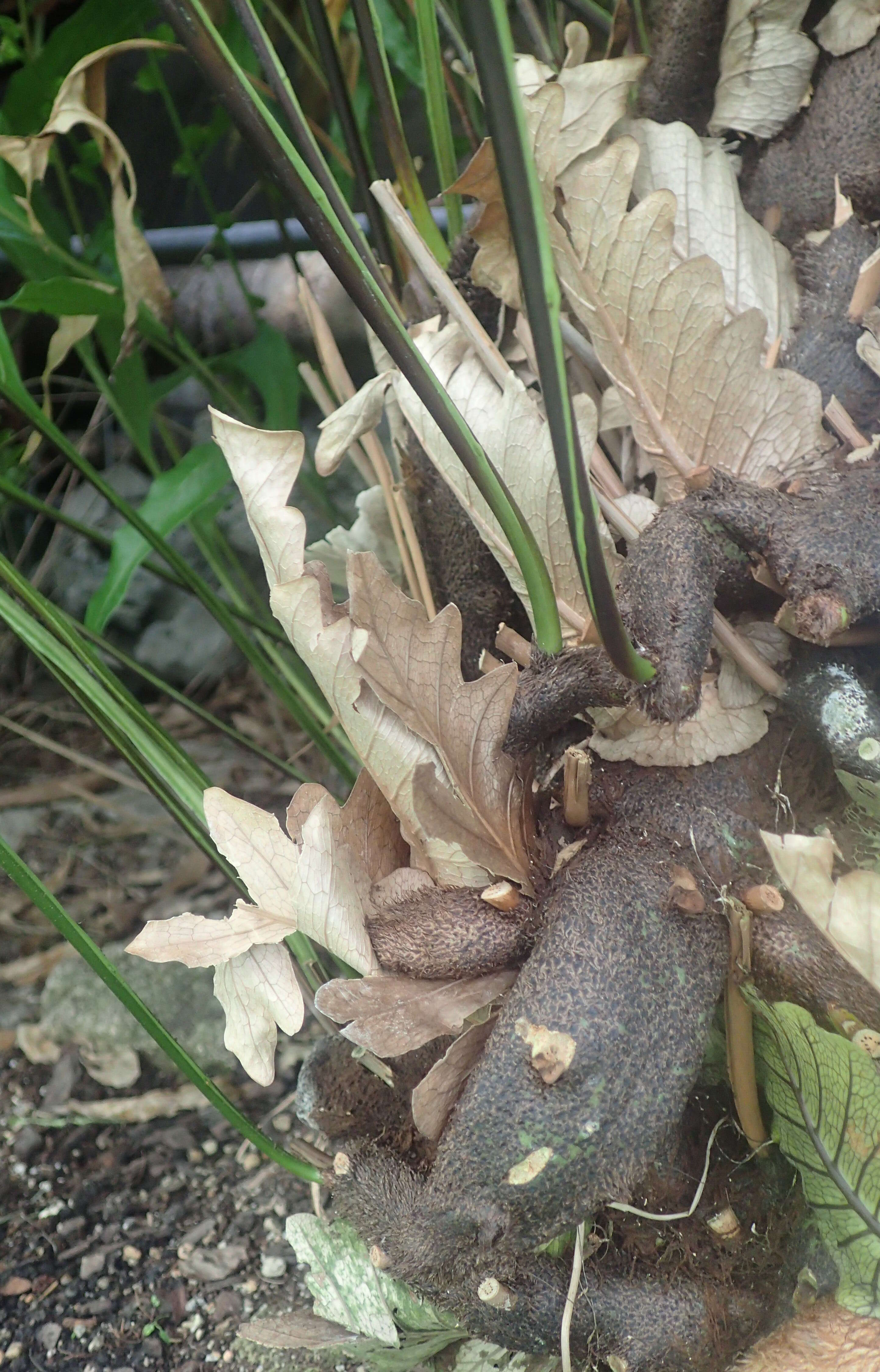 Image of basket fern