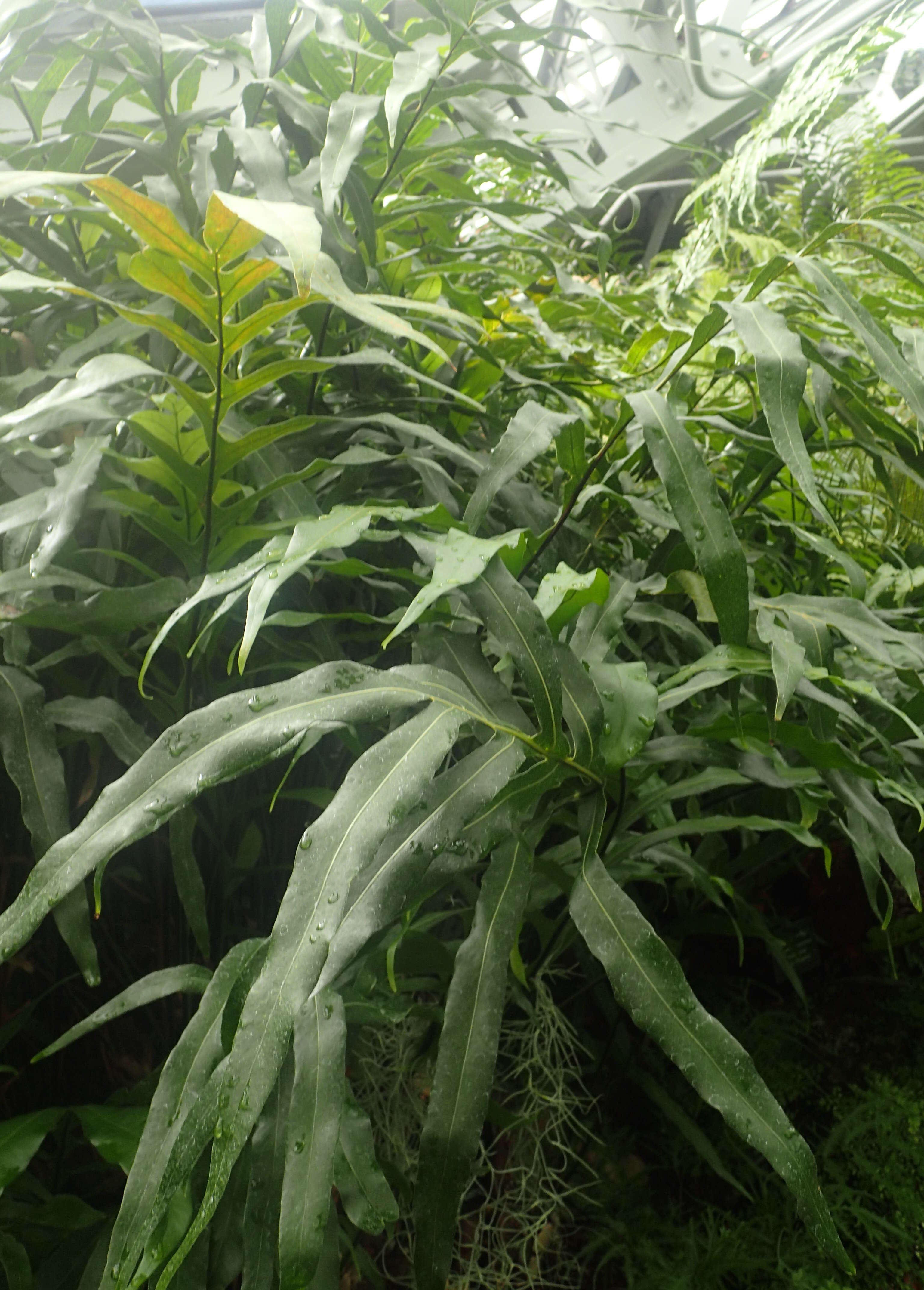 Image of basket fern