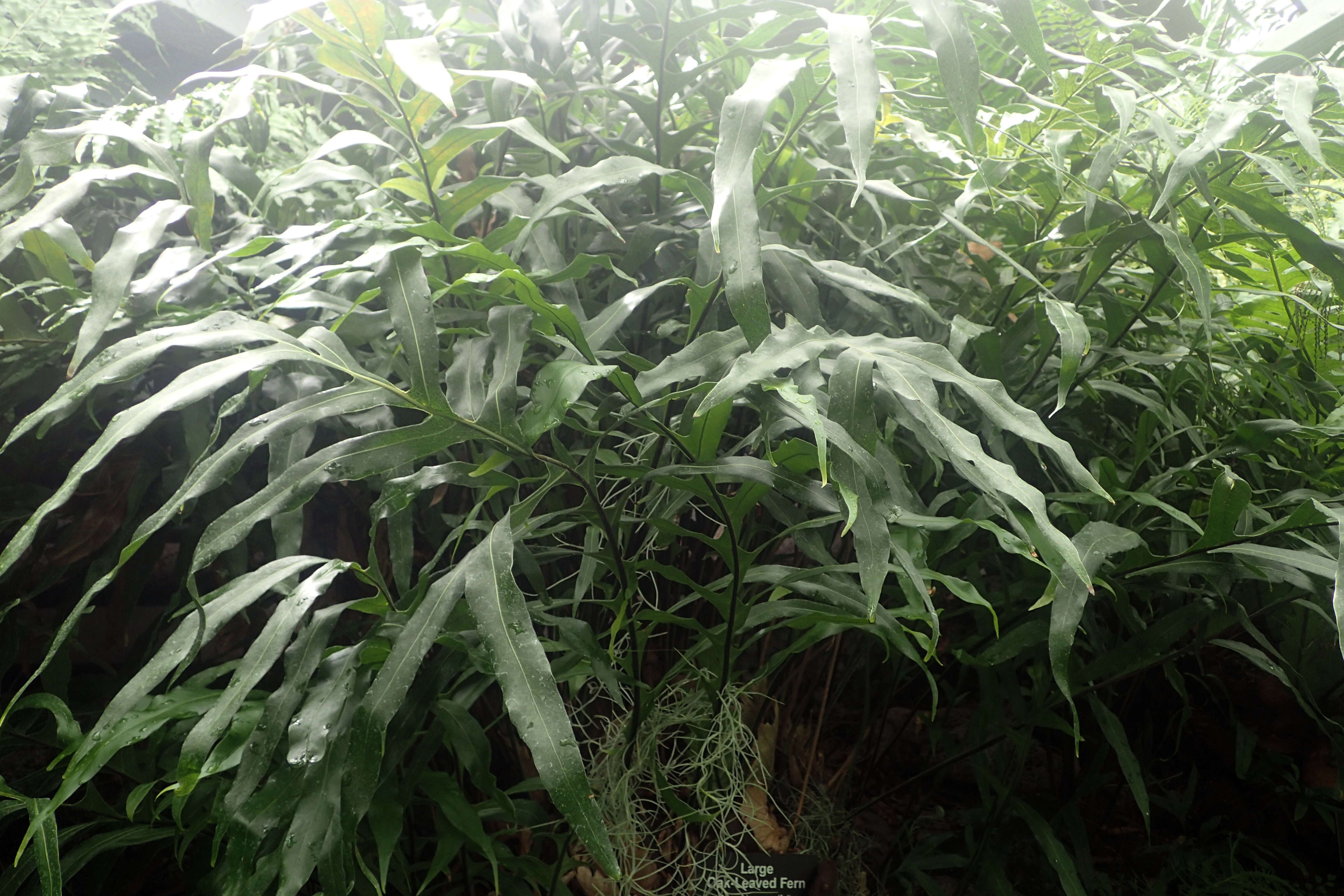 Image of basket fern