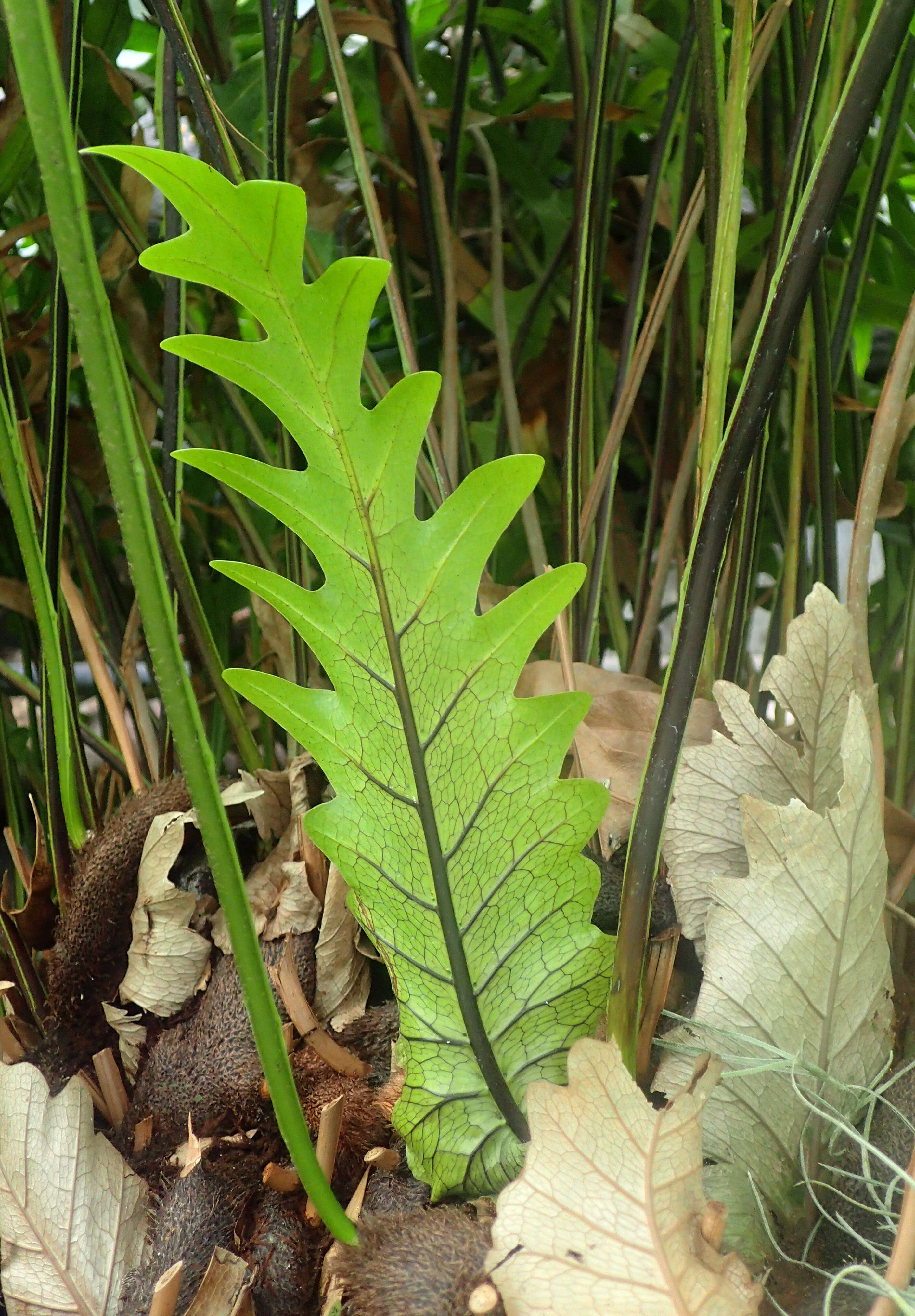 Image of basket fern