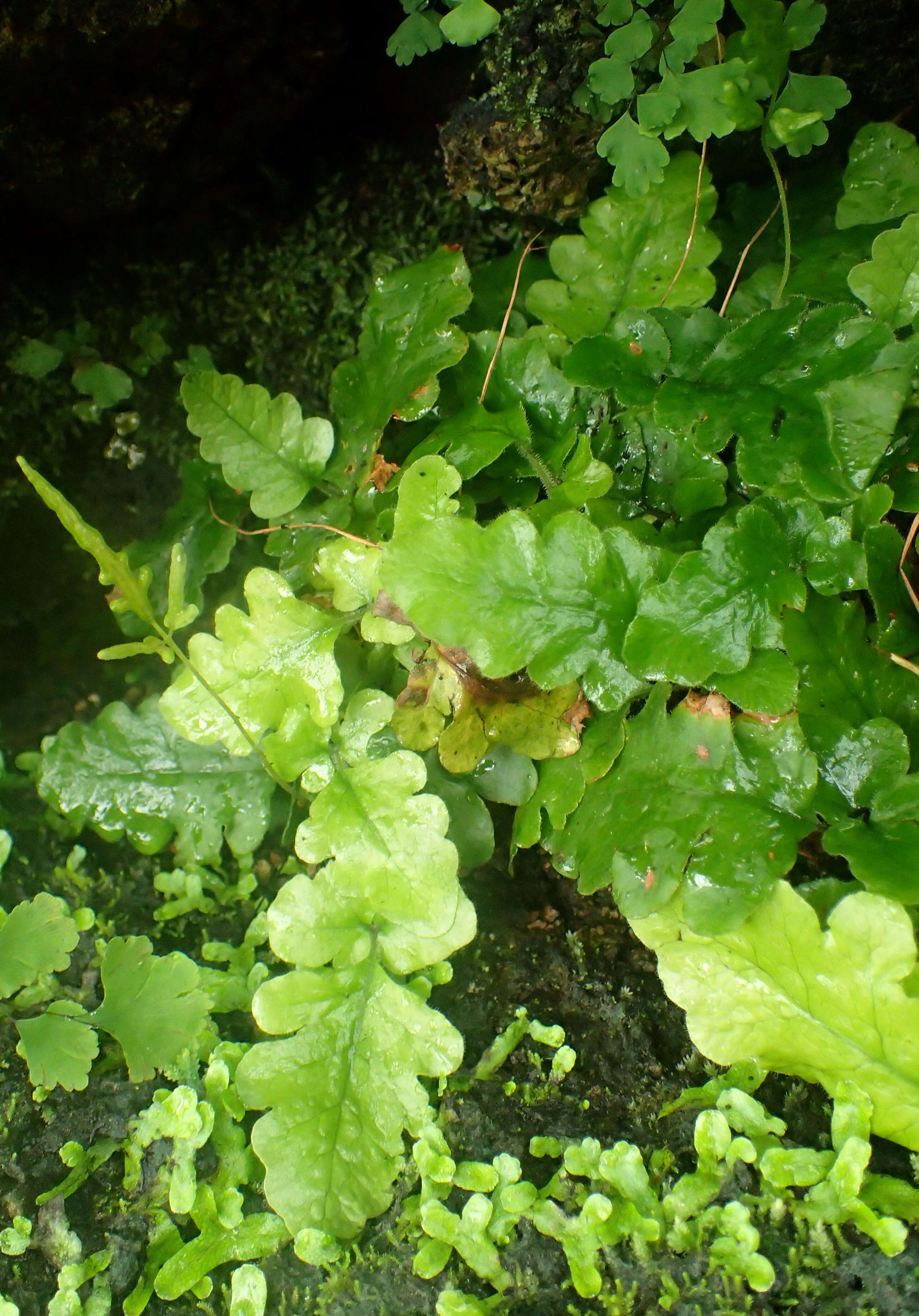 Image of basket fern