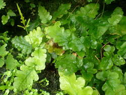 Image of basket fern