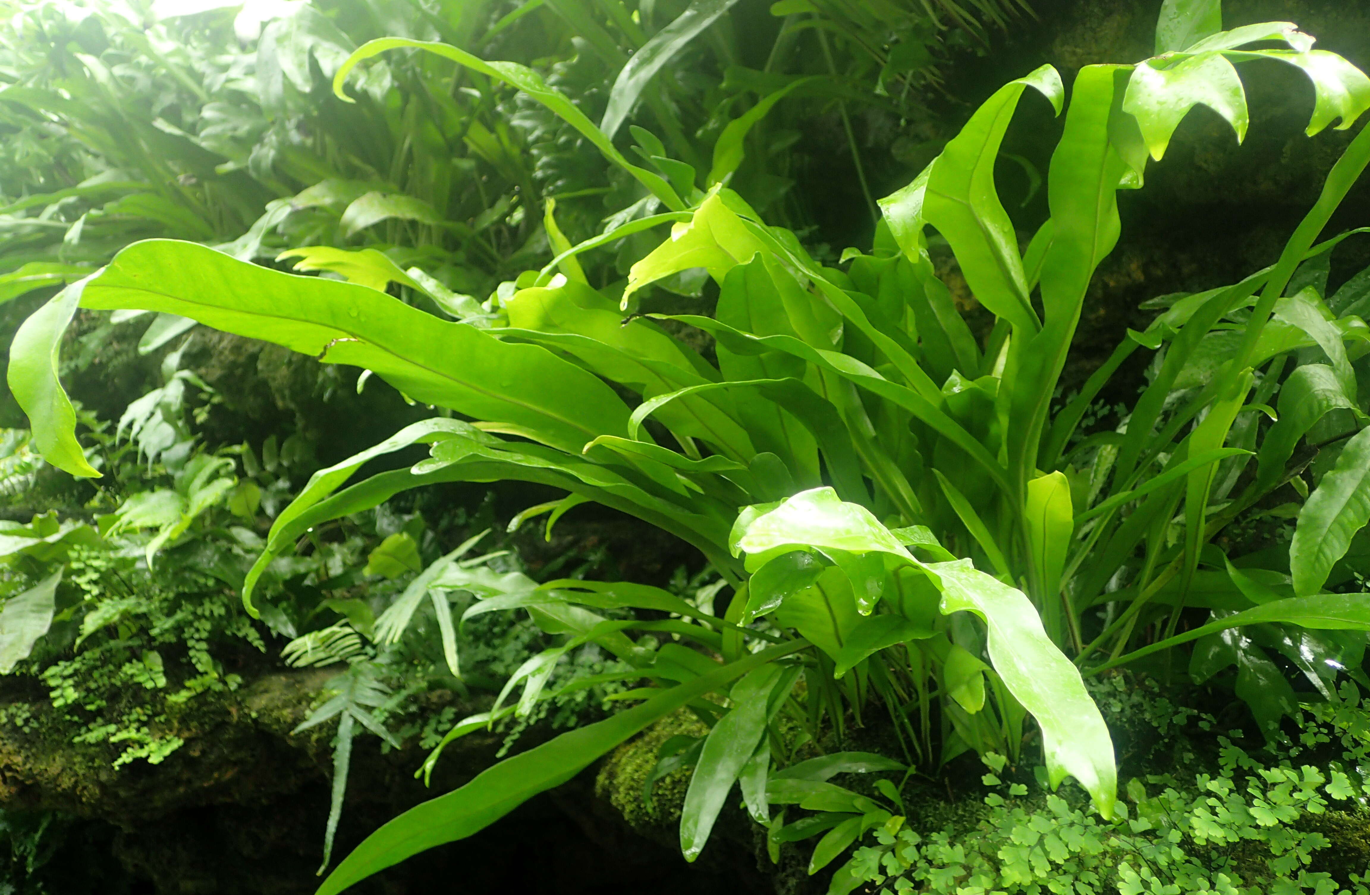 Image of climbing birdsnest fern