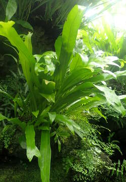 Image of climbing birdsnest fern