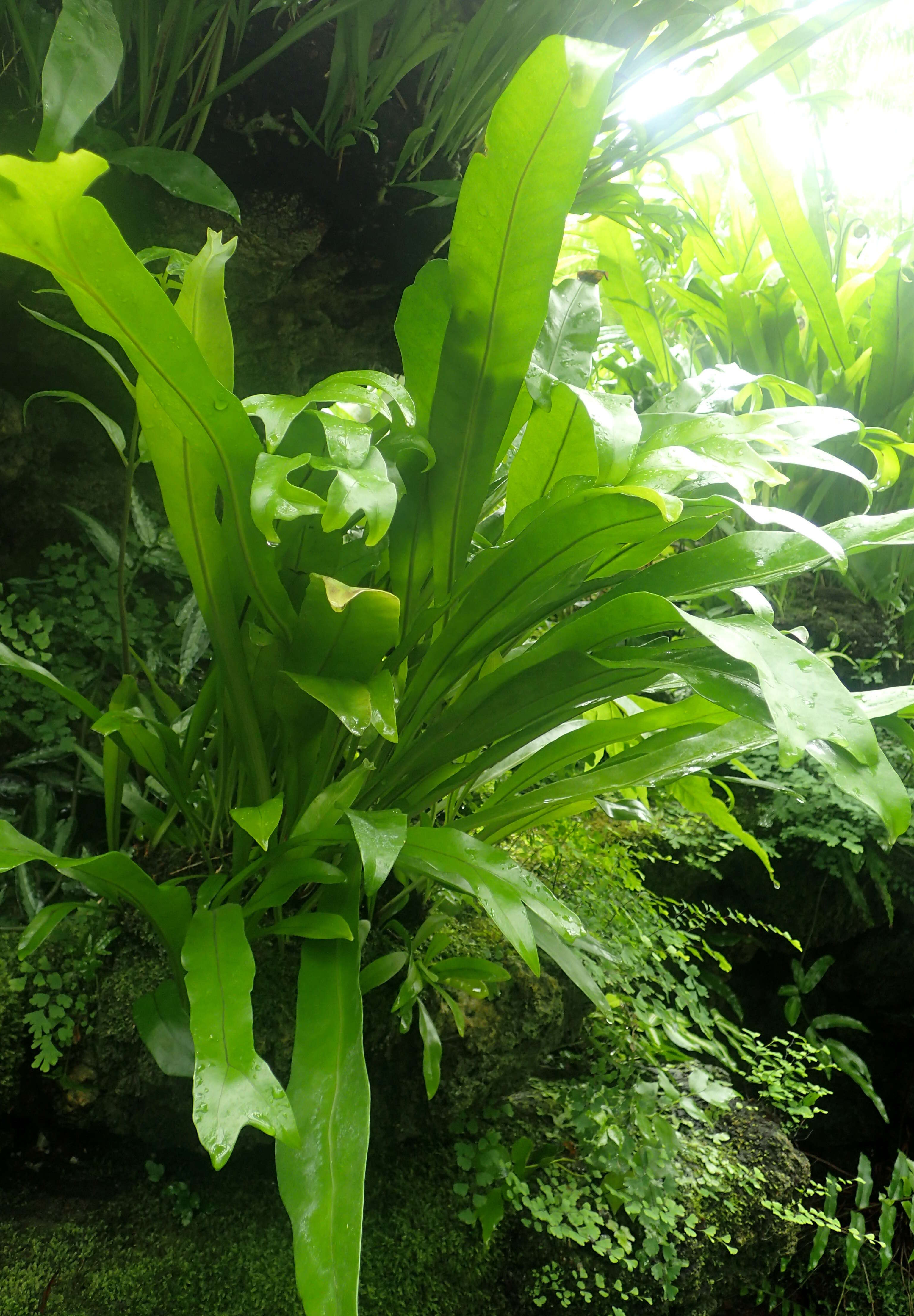 Image of climbing birdsnest fern