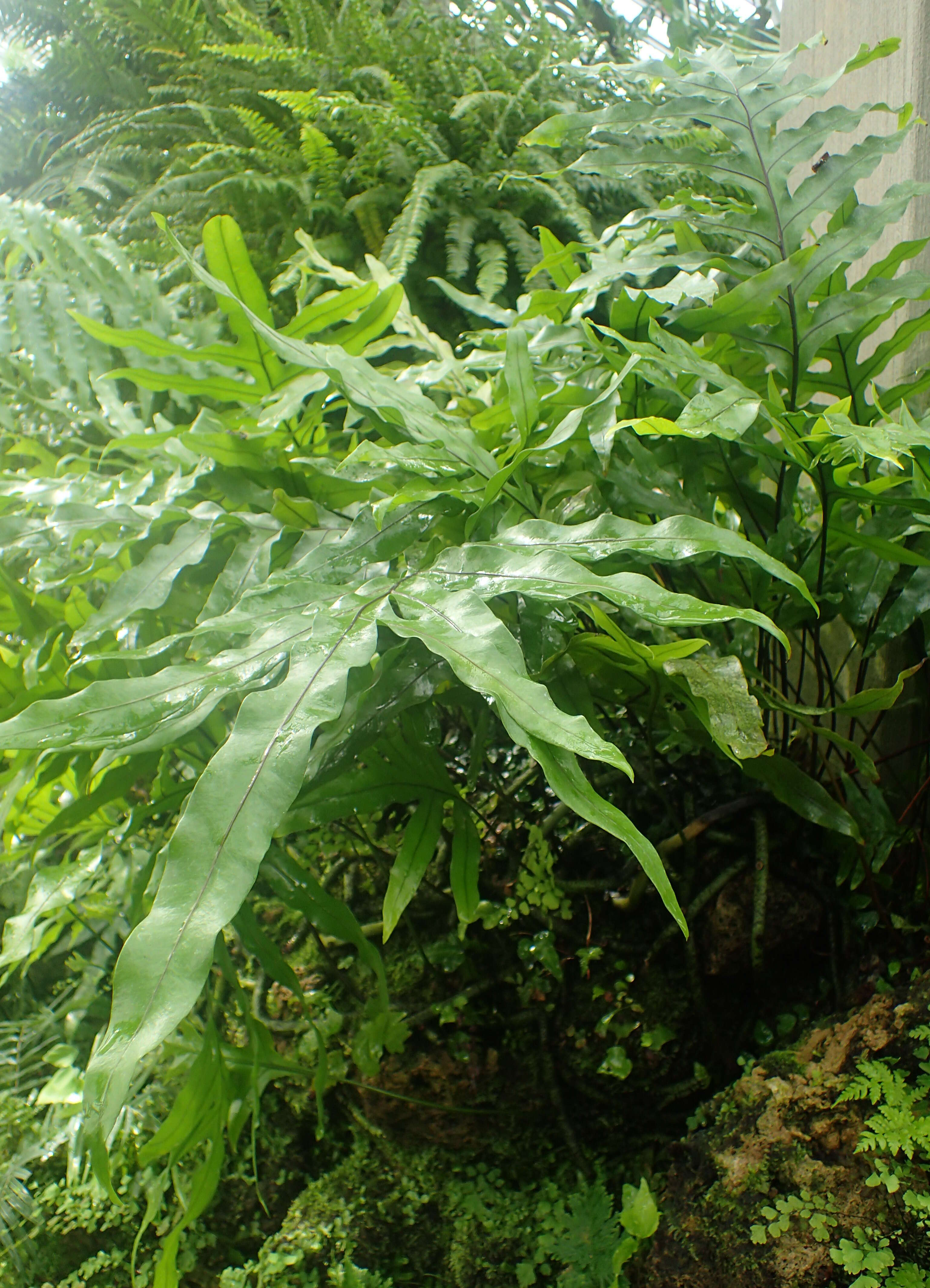 Image of monarch fern
