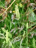 Image of Crested dogstail grass