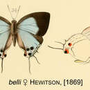 Image of Argiolaus belli (Hewitson 1869)