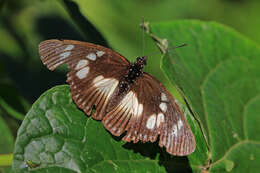 Image of Pseudacraea lucretia