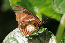 Image of Pseudacraea lucretia