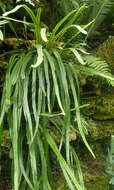 Image of Fern