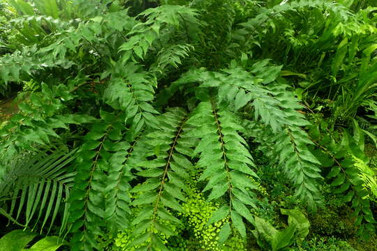 Image of Cycad