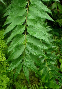 Image of Cycad