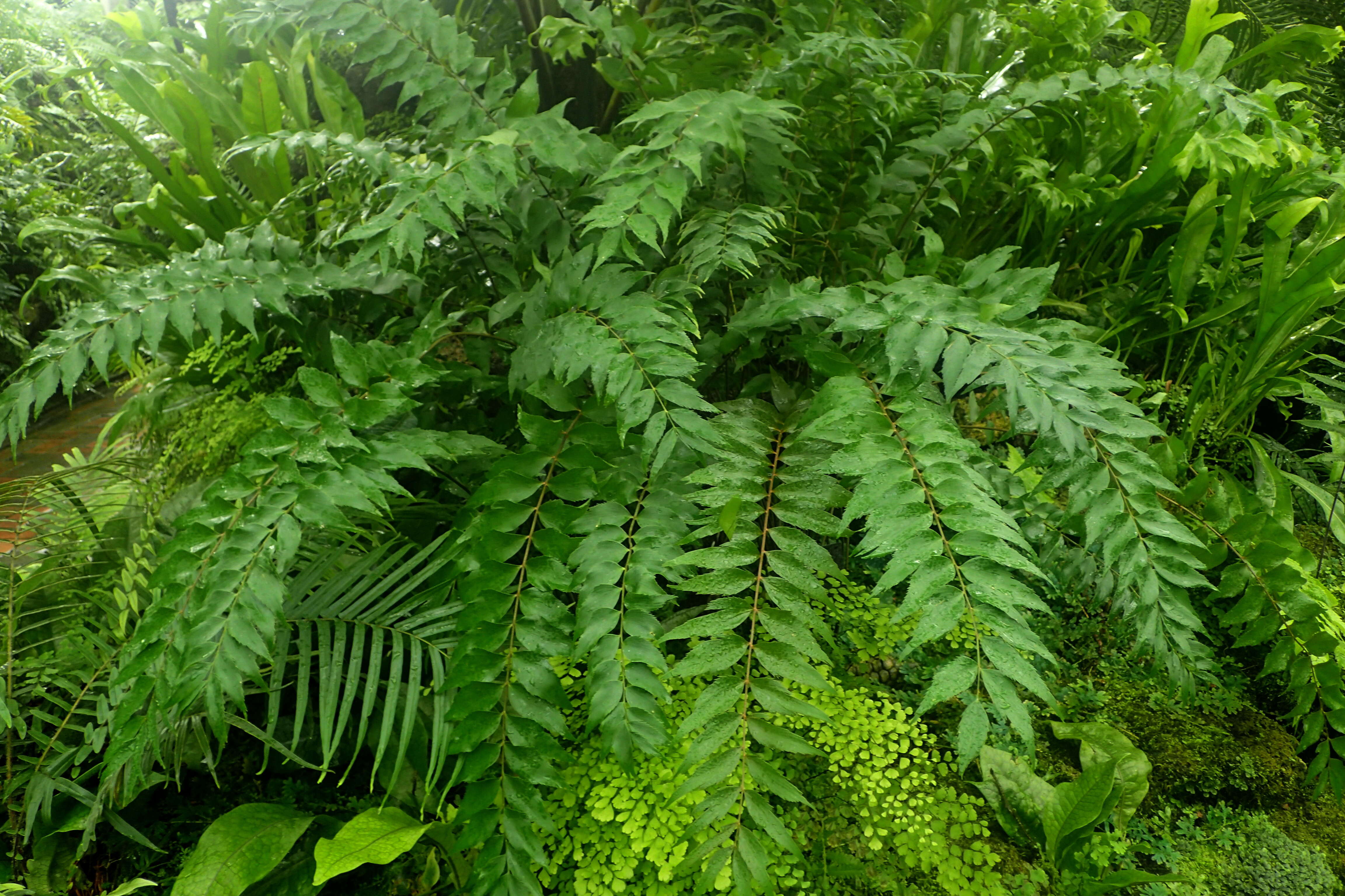 Image of Cycad