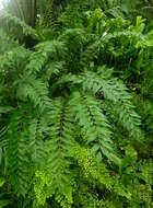 Image of Cycad