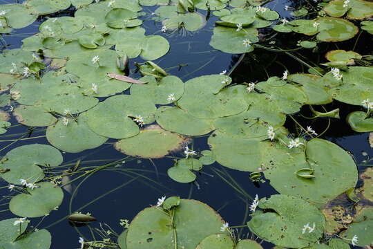 Image of Water-snowflake