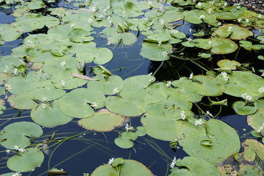 Image of Water-snowflake