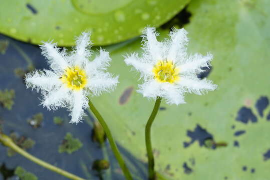 Image of Water-snowflake