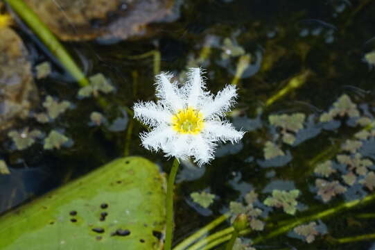 Image of Water-snowflake