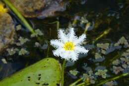 Image of Water-snowflake