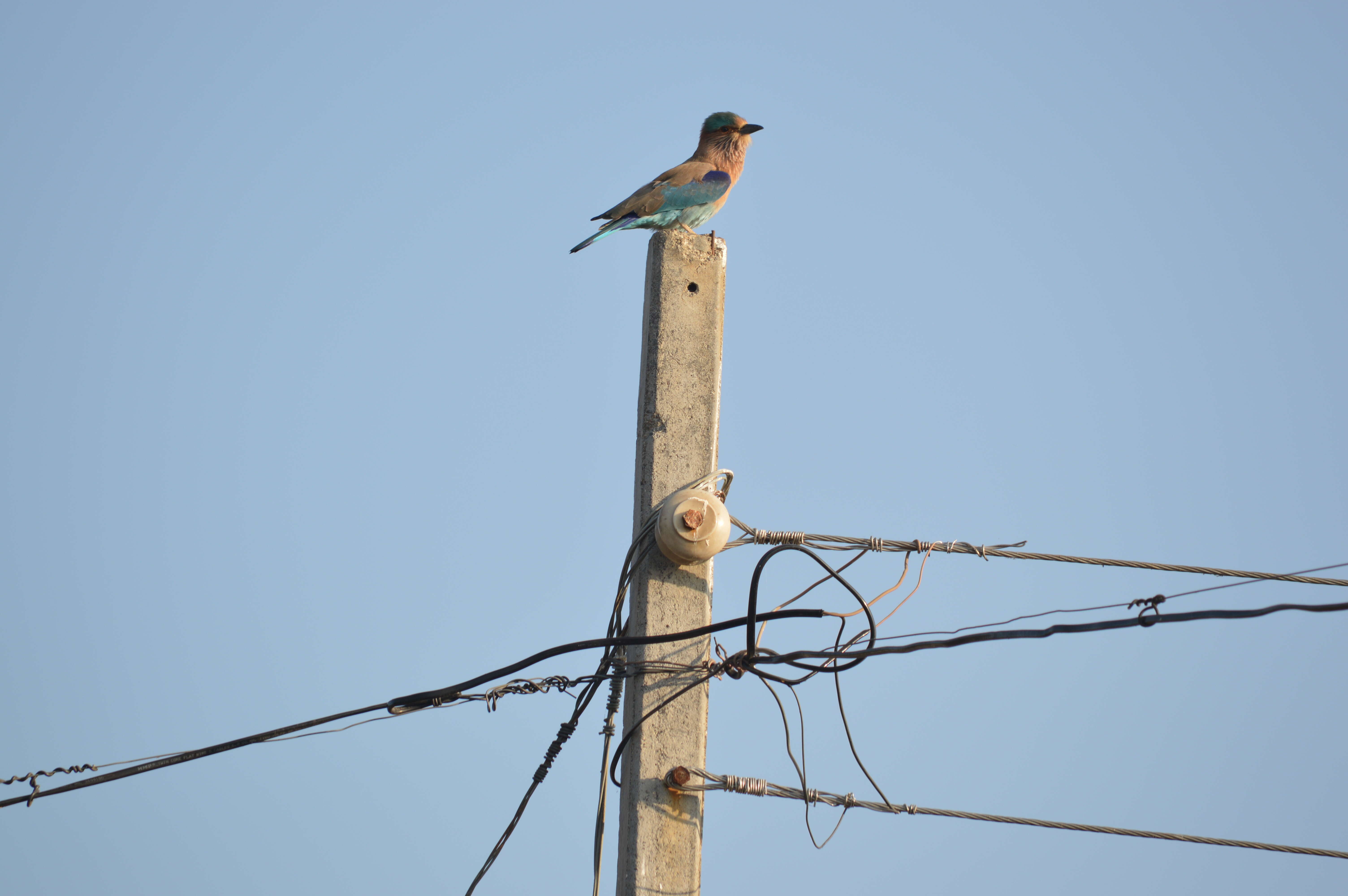 Image of Indian Roller