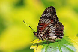 Image of Junonia sophia Fabricius 1793