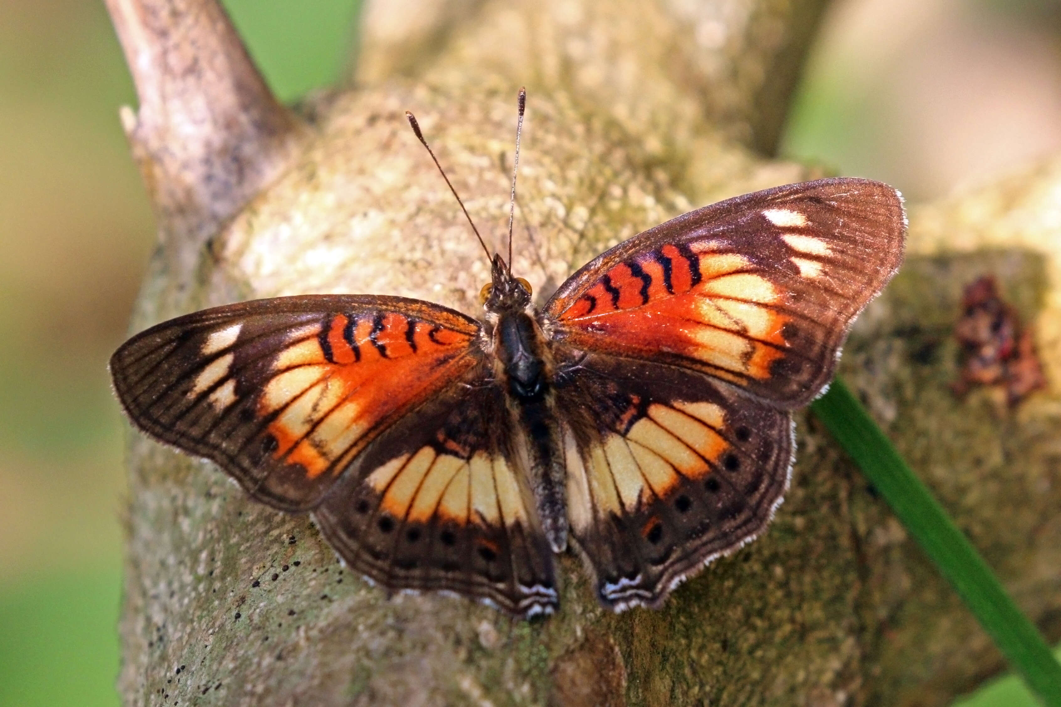 Image of Junonia sophia Fabricius 1793